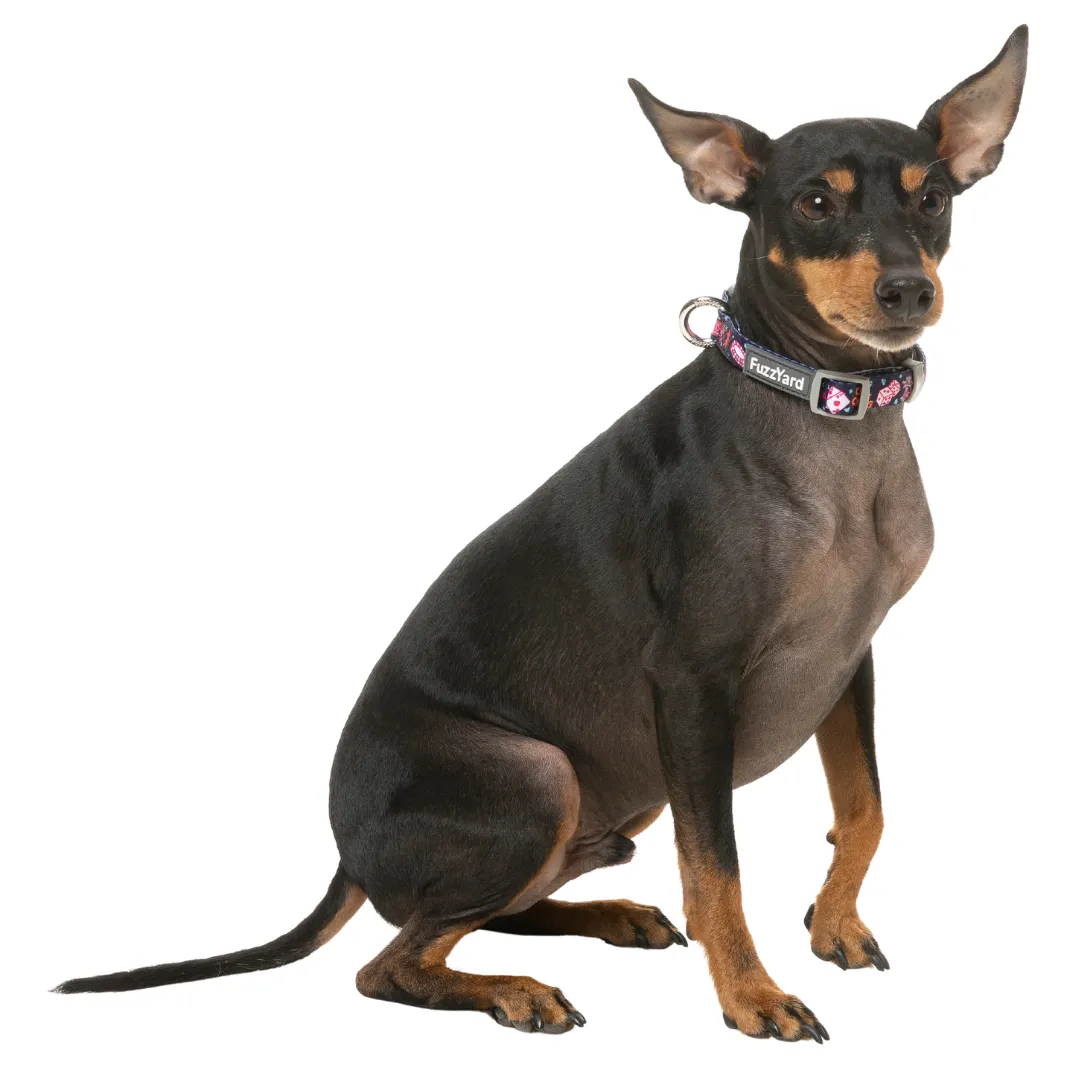 15% OFF: FuzzYard Jackpup Dog Collar