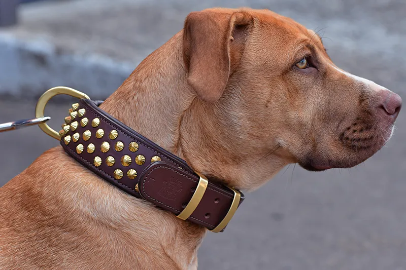 Hand Made Leather Dog Collar - Ruthless Brown & Brass (Wide Fit)
